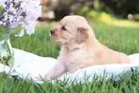 Sofia , a female Golden Retriever for sale in Gap, PA – Photo 4 of 5