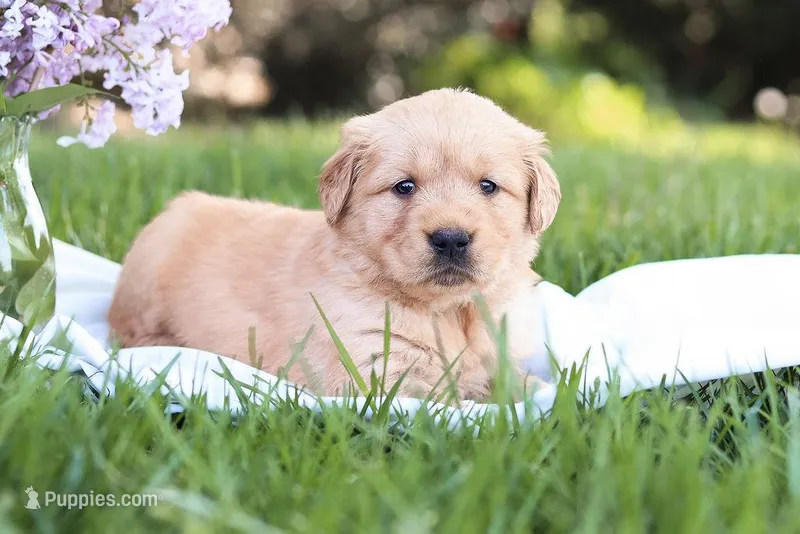 Sofia  – Golden Retriever puppy for sale in Gap, PA