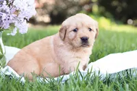 Sofia , a female Golden Retriever for sale in Gap, PA – Photo 3 of 5