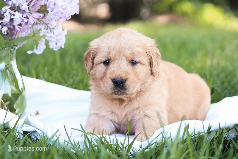 Sofia  – Golden Retriever puppy for sale in Gap, PA