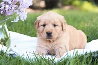 Sofia , a female Golden Retriever for sale in Gap, PA – Photo 2 of 5