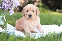 Max, a male Golden Retriever for sale in Gap, PA – Photo 2 of 5