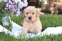 Max, a male Golden Retriever for sale in Gap, PA – Photo 3 of 5