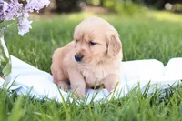 Max, a male Golden Retriever for sale in Gap, PA – Photo 5 of 5