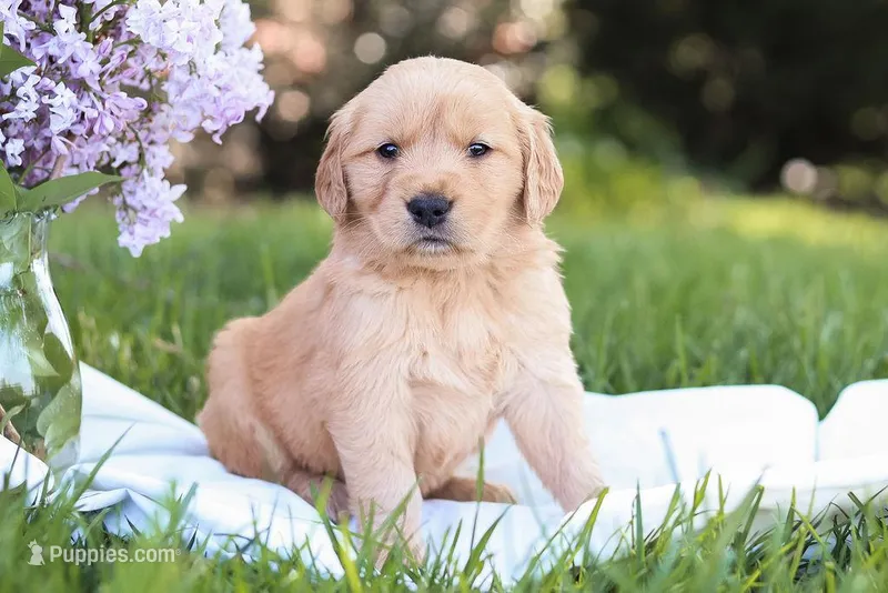 Max – Golden Retriever puppy for sale in Gap, PA