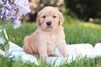 Max, a male Golden Retriever for sale in Gap, PA – Photo 1 of 5