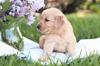 Max, a male Golden Retriever for sale in Gap, PA – Photo 4 of 5