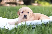 Stella, a female Golden Retriever for sale in Gap, PA – Photo 3 of 3
