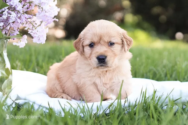 Stella – Golden Retriever puppy for sale in Gap, PA