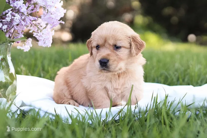 Stella – Golden Retriever puppy for sale in Gap, PA