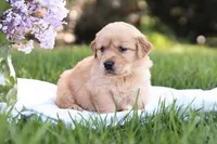 Stella, a female Golden Retriever for sale in Gap, PA – Photo 2 of 3