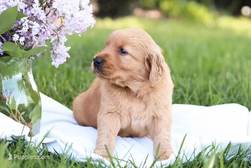 Sasha  – Golden Retriever puppy for sale in Gap, PA