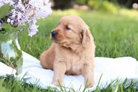 Sasha , a female Golden Retriever for sale in Gap, PA – Photo 5 of 7