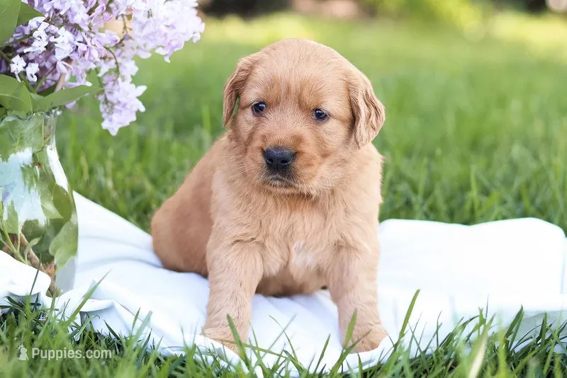 Sasha  – Golden Retriever puppy for sale in Gap, PA