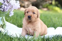 Sasha , a female Golden Retriever for sale in Gap, PA – Photo 4 of 7