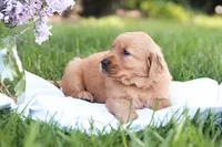 Sasha , a female Golden Retriever for sale in Gap, PA – Photo 7 of 7
