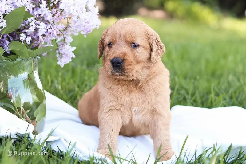 Sasha  – Golden Retriever puppy for sale in Gap, PA