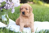 Sasha , a female Golden Retriever for sale in Gap, PA – Photo 1 of 7