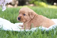 Sasha , a female Golden Retriever for sale in Gap, PA – Photo 6 of 7