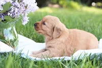 Sasha , a female Golden Retriever for sale in Gap, PA – Photo 3 of 7