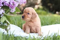 Mystic, a male Golden Retriever for sale in Gap, PA – Photo 6 of 6