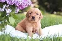 Mystic, a male Golden Retriever for sale in Gap, PA – Photo 3 of 6