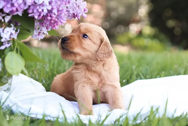 Mystic – Golden Retriever puppy for sale in Gap, PA