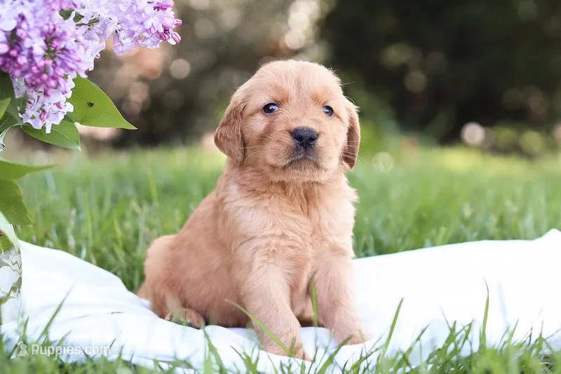 Mystic – Golden Retriever puppy for sale in Gap, PA
