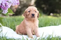 Mystic, a male Golden Retriever for sale in Gap, PA – Photo 1 of 6