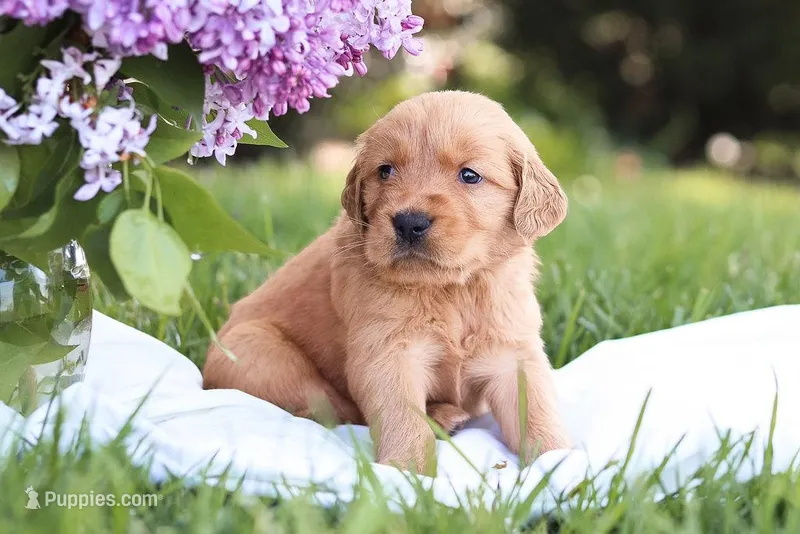 Mystic – Golden Retriever puppy for sale in Gap, PA