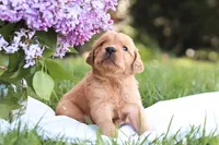 Mystic, a male Golden Retriever for sale in Gap, PA – Photo 2 of 6