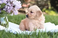 Samantha, a female Golden Retriever for sale in Gap, PA – Photo 4 of 5