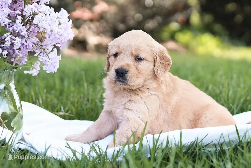 Samantha – Golden Retriever puppy for sale in Gap, PA