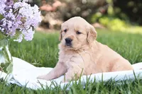 Samantha, a female Golden Retriever for sale in Gap, PA – Photo 3 of 5
