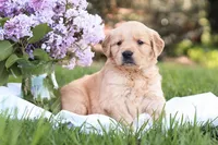 Samantha, a female Golden Retriever for sale in Gap, PA – Photo 1 of 5