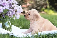 Samantha, a female Golden Retriever for sale in Gap, PA – Photo 5 of 5