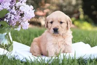 Samantha, a female Golden Retriever for sale in Gap, PA – Photo 2 of 5