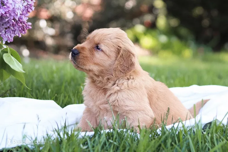 Marty – Golden Retriever puppy for sale in Gap, PA