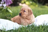 Marty, a male Golden Retriever for sale in Gap, PA – Photo 4 of 4