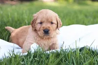 Marty, a male Golden Retriever for sale in Gap, PA – Photo 2 of 4