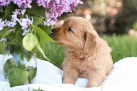 Marty, a male Golden Retriever for sale in Gap, PA – Photo 3 of 4