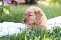 Murphy, a male Golden Retriever for sale in Gap, PA – Photo 6 of 7