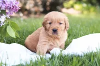 Murphy, a male Golden Retriever for sale in Gap, PA – Photo 5 of 7