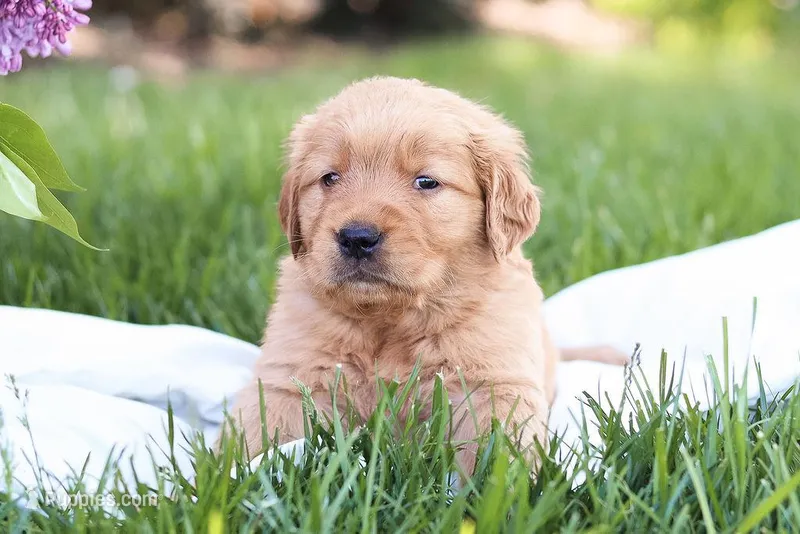 Murphy – Golden Retriever puppy for sale in Gap, PA