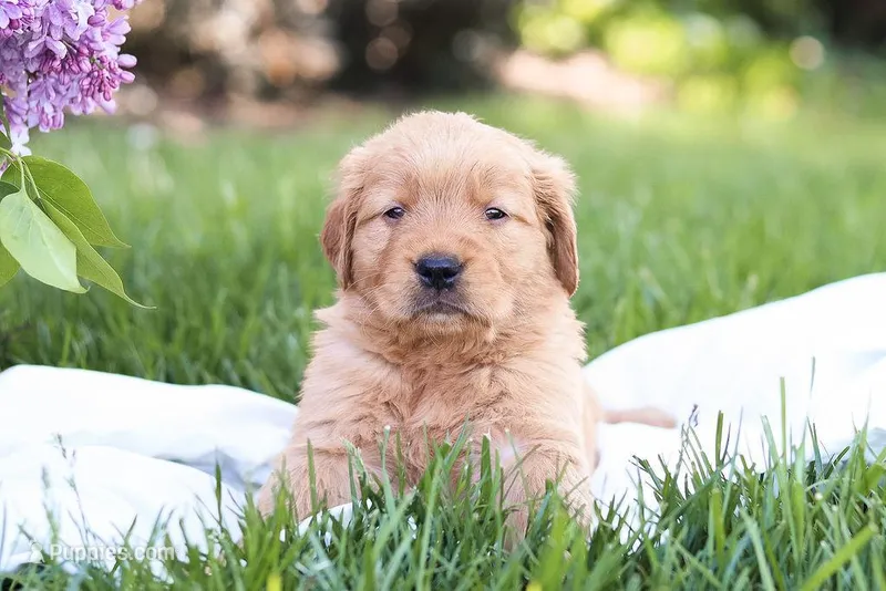 Murphy – Golden Retriever puppy for sale in Gap, PA