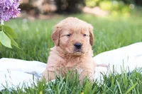 Murphy, a male Golden Retriever for sale in Gap, PA – Photo 3 of 7