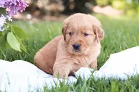 Murphy, a male Golden Retriever for sale in Gap, PA – Photo 7 of 7