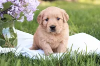 Sugar, a female Golden Retriever for sale in Gap, PA – Photo 4 of 6