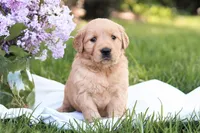 Sugar, a female Golden Retriever for sale in Gap, PA – Photo 2 of 6
