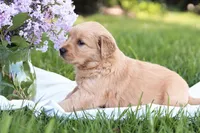 Sugar, a female Golden Retriever for sale in Gap, PA – Photo 5 of 6